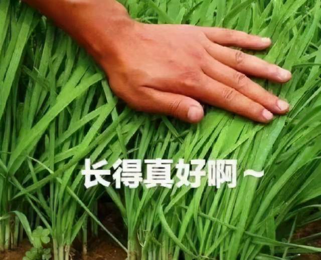 狗狗币与高频交易的关系：市场操控的可能性分析_谁在操控狗狗币_狗狗币操盘手
